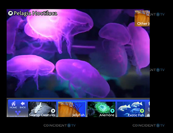 Interactive acquarium from Coincident TV
