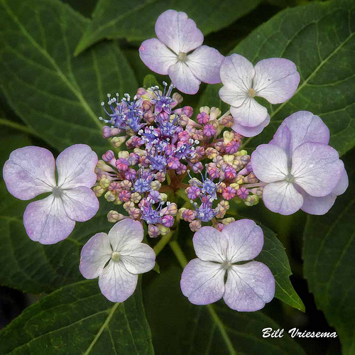 BillVriesema-flower4