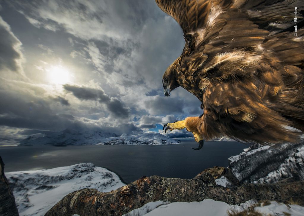 Stunning Shots Take Top Prizes in the 2019 Natural History Museum Wildlife Photographer of the Year Contest