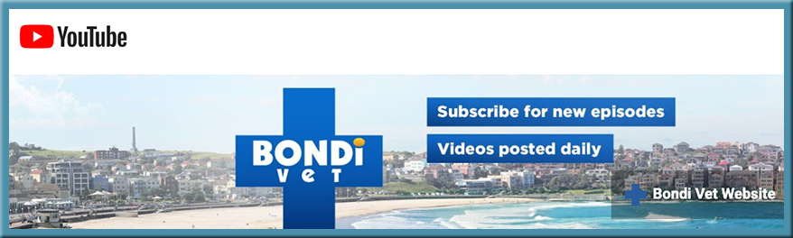 Bondi Vet - videos on YouTube