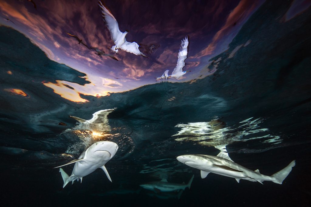 A Stunning Shot of Sharks Cruising Under a French Polynesian Sunset Wins the 2021 Underwater Photographer of the Year