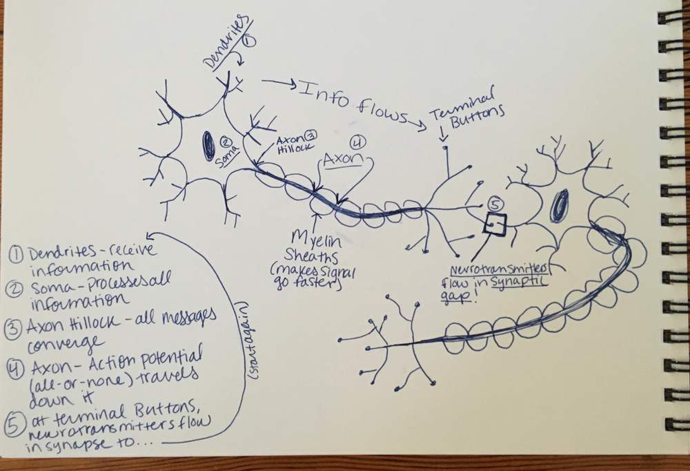 Now, look at only the visuals and explain what they mean in your own words. Then, take the words from your class materials and draw your own visuals to go along with them! 