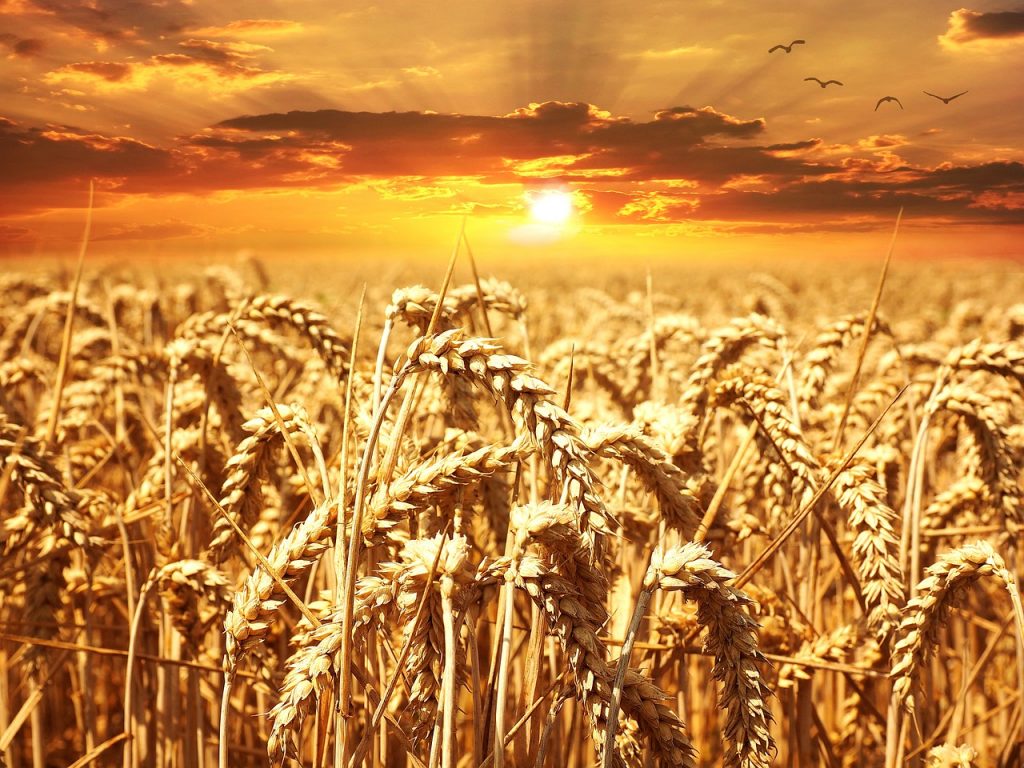 A beautiful sunset over a wheat field -- from pixabay.com