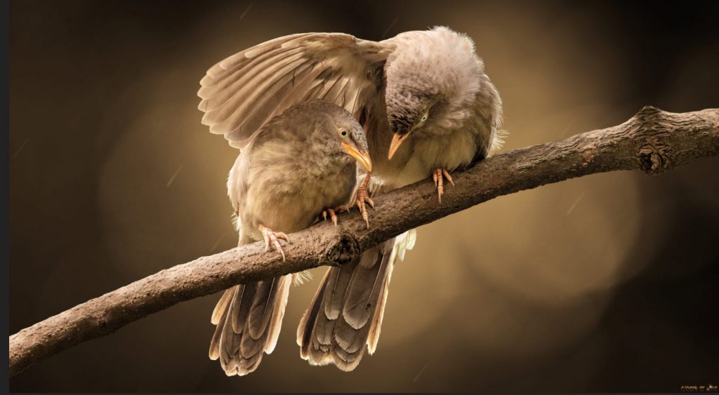 Under a canopy of love -- photo by Sunil out at 500px