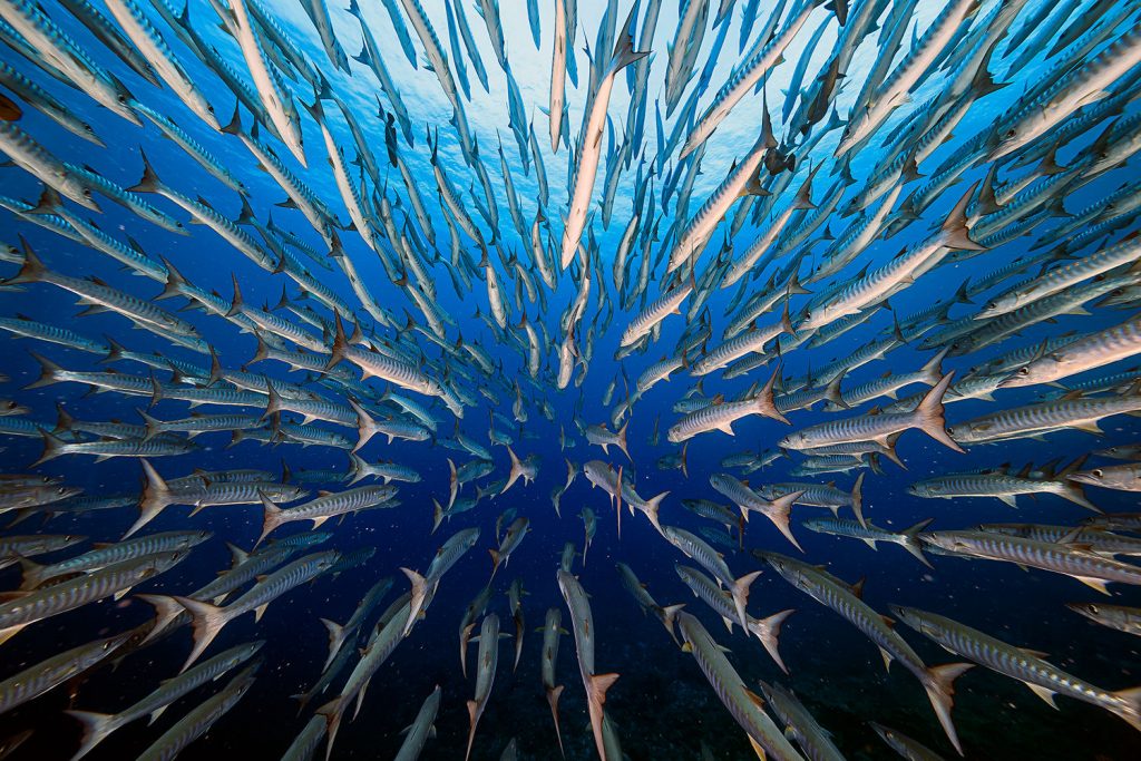 A school of barricuda swimming around and away from the camera -- by Yung-Sen Wu.