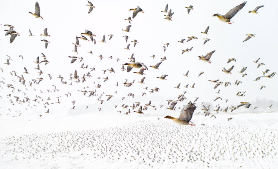 Pink-Footed Geese Meeting the Winter by Terje Kolaas.