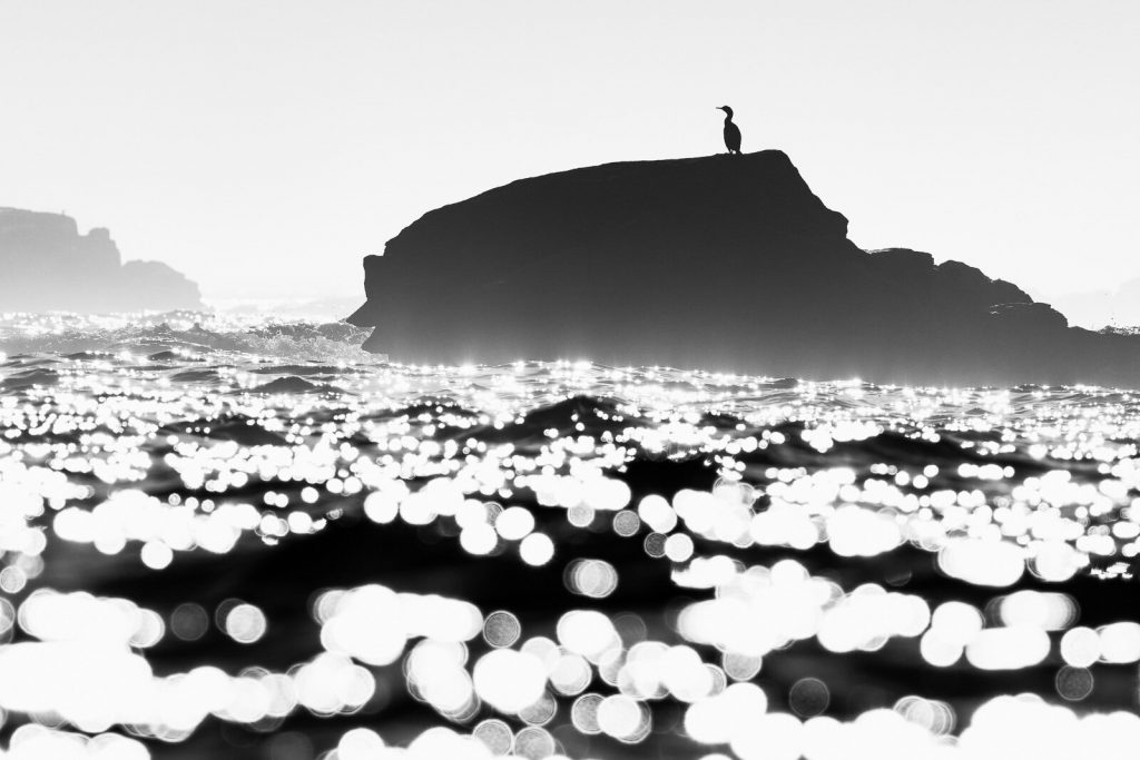 A bird setting atop a massive stone, surrounded by sparkling water and waves