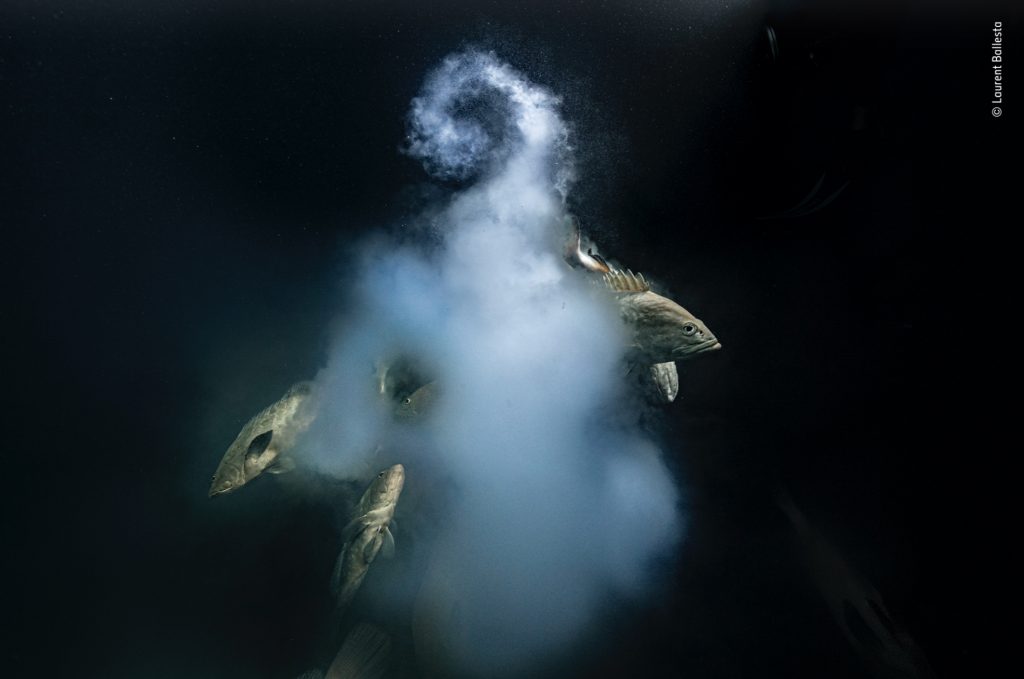 Fish scurrying out from behind a cloud in the water
