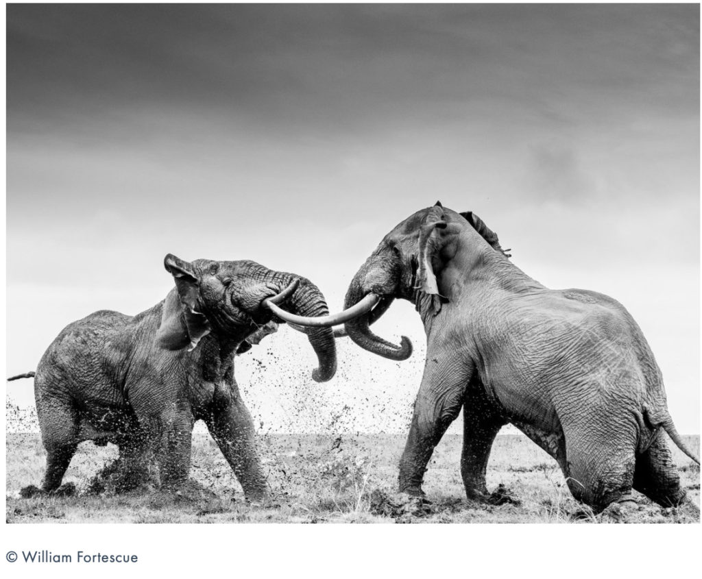 Two enormous elephants with massive tusks fighting each other