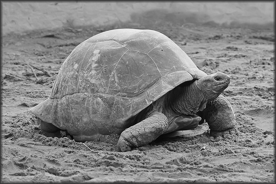 The pace of the ABA is like that of a tortoise, while the pace of change is exponential