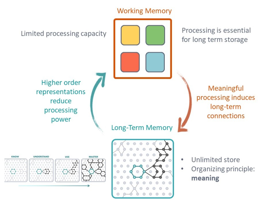 Long-term memory and working memory interactions