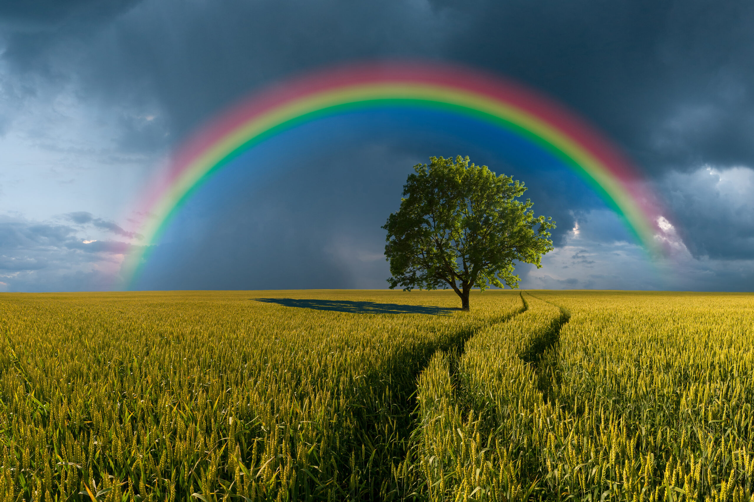 Summer landscape with wheat field, road and a beautiful rainbow