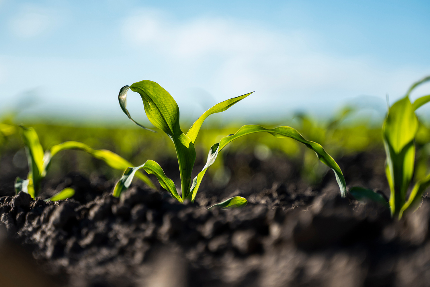 Crops beginning to appear from the earth